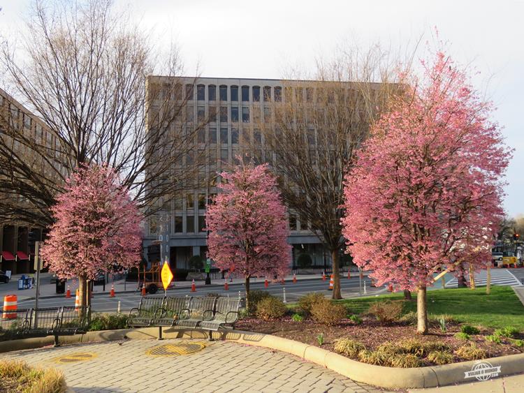 Cerejeiras de Washington DC